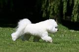 BICHON FRISE 562